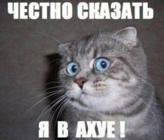 Кот лучший друг альпиниста. 