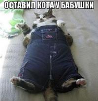 котоматрицы 