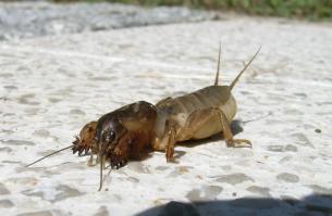 мне фотать-то страшно было... а у нас в Заполярье красота, никаких гадов нету, комары токо. с воробья примерно.