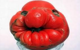 Томатина 2014