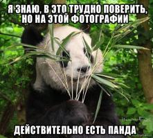 Панда. Почти медведь