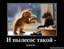 Котенок испугался пылесоса