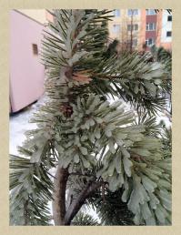 Ледяные фото