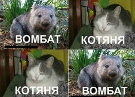 Самый старый и большой вомбат в мире