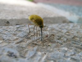 в крыму както сфотал, занятный бекарас