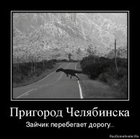 Лошади на пешеходном переходе