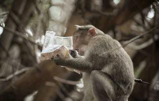 обезьяныч прочел о БЖРК “Молодец”