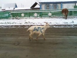Подборка автоприколов. Часть 200