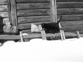 15 волшебных черно-белых фотографий