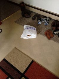 Идеальные места для отдыха по версии котиков