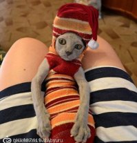 Не знаю как насчет идиот, но это или хозяйка, или гей какой-то.