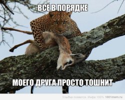 Носорог достал жеребенка зебры из грязи