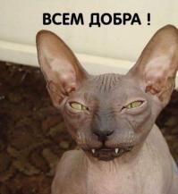 Кот ловит рыбу 