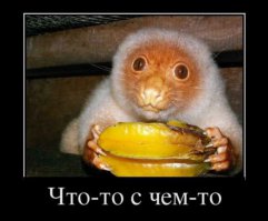 11 абсолютно безвредных животных, которых люди боятся до смерти 