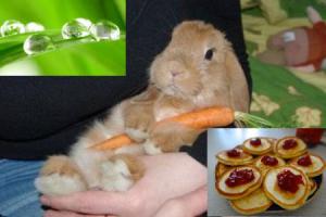 Фишкина солянка за 11.06.2014