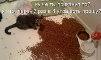 Фишкина солянка за 14.07.2014