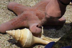 Настоящее членистоногое!