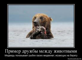 Медведь спас тонущую ворону