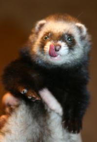 ===Хорьки очень классные животные! Не забуду свою Хорьку, столько позитива - ни одно животное не способно принести. Забрала жена, когда разошлись.
===Теперь о характере зверя. Да, это зверь. Прежде всего: взятые из питомников полудикие хорьки приручаются плохо. Выращенные в хорошей семье щенки - совсем другое дело. Хорёк - нечто среднее между собакой и кошкой. К хозяевам привыкает очень сильно, хорошо различает, кто свой, кто чужой - меня с бывшей Хорька никогда не кусала, хоть что с ней не делай, ну - бывало - прикусывала при играх несильно, и тут же виновато так смотрела: "ой, я ж не хотела!!". Людей, которые "не свои", могла очень чувствительно, до крови цапнуть. А хватка у них бульдожья - если вцепилась всерьёз, фик оторвёшь. Поэтому крайне не рекомендуется в семьях, где есть маленькие дети.
Всё понимает - на своё имя Хорька - всегда реагировала с видом: "ну я Хорька, чё нада???"; слушается команд (у нас были изучены команды "фу!" - выполнялась очень строго; "иди ко мне" - тут по настроению, но в итоге всегда приходила; да и всё, наверное, дальше дрессировать смысла нет, это зверь абсолютно самостоятельный - вот тут сходство с кошачьим племенем. 
Ныкает всё подряд - ну, что понравится, конечно. У меня под батареей целый склад был из сухого корма (о корме отдельно), пустых сигаретных пачек, зажигалок, её игрушек, и т.п. мелочей. Причём, когда я периодически этот склад разорял, Хорька бегала вокруг с таким видом: "ааа, шо ж деется, грабють! натурально, грабють всё добро, непосильным трудом нажитое!" :)