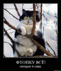 Пьющий кот