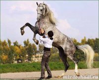 А как же фризы?



А орловцы?



А донцы какие красавцы...