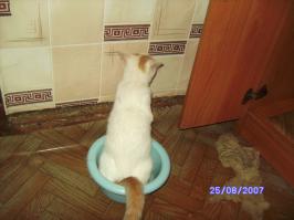 Кошак! Домашний!