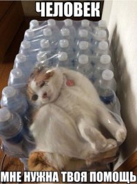 Идеальные места для отдыха по версии котиков