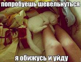Идеальные места для отдыха по версии котиков
