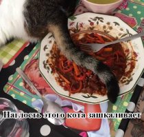 25 поводов завести кота