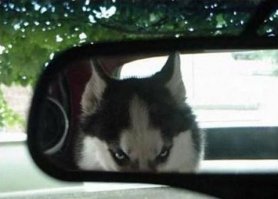 «Я посмотрел ей в глаза и утонул»: Владельцы хаски 