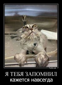 Кот не хочет купаться
