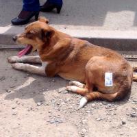 Продаётся собака... :)