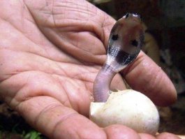 Будем зверокорректны