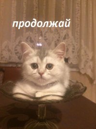 Кот-зомби вернулся домой через 5 дней после собственных похорон  