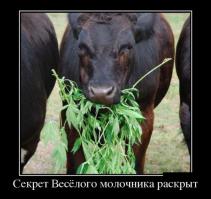 На уничтожавших коноплю полицейских напали пчёлы