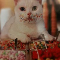 Коты, намеревающиеся съесть все новогодние сладости