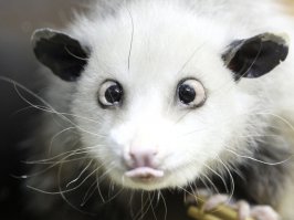 Если эта игривая акула шутя засосёт, легче не будет.