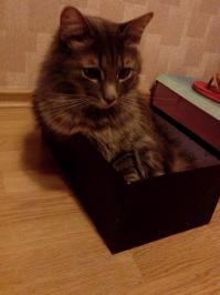 Мой не исключение) И еще никак не понимаю как он открывает шкаф купе, залезает на полку и закрывает за собой дверь...