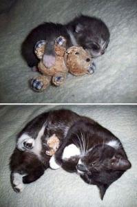 Животные, обнимающие мягкие игрушки