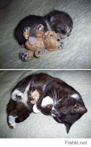 Животные, обнимающие мягкие игрушки