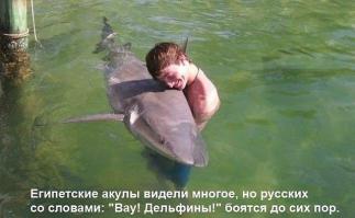 Страшные и прекрасные акулы 