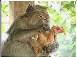 Не парься цыпа! У нас в Африке всегда лето!