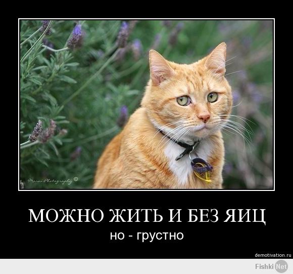 Обычный день обычного кота.