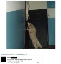 Первое знакомство щенка и котенка