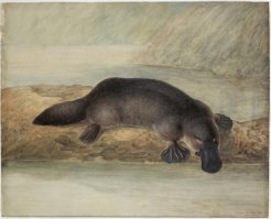 Добавлю коллекцию - Утконос (Ornithorhynchus anatinus). Единственное в мире яйцекладущее млекопитающее.....