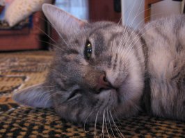 Вот эта наглая серая любимая морда