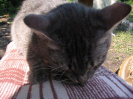 А это Ёся нам на природе полевок приносил. Охотничек...