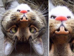 а где все-таки злой бобер?