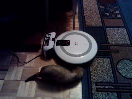 Хорь против пылесоса