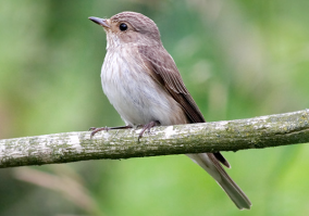 Эта птица уникальна не только размерами но и ресурсами организма. Самые маленькие представители колибри могут делать до 100 взмахов в секунду, а частота их сердцебиения превышает 1000 ударов! Максимальный срок жизни этой птички 9 лет. Удивительные животные)

В средней азии живут такие же птички, только они цветом как воробушек и их почему то называют "мухоловки". Мне все таки кажется что это подвид этих самых калибри.